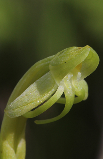 Habenaria tridactylites, westlich Masca.