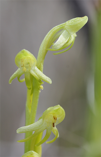 Habenaria tridactylites, westlich Masca.