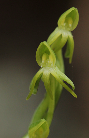 Habenaria tridactylites, Cruz del Camino.