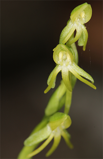 Habenaria tridactylites, Cruz del Camino.