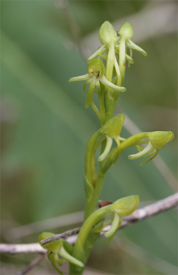 Habenaria tridactylites, westlich Masca.