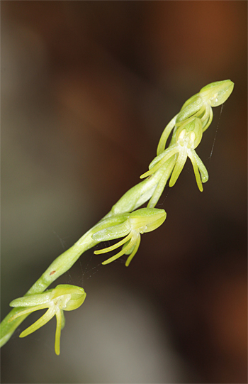 Habenaria tridactylites, Cruz del Camino.