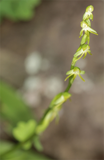 Habenaria tridactylites, Cruz del Camino.