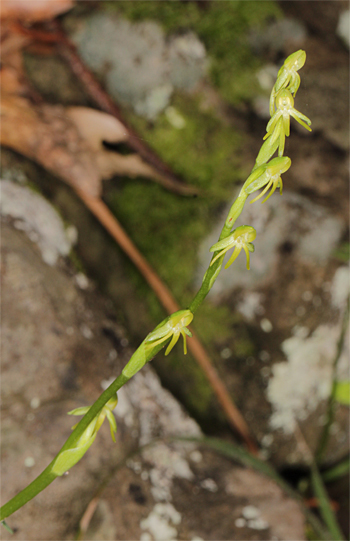 Habenaria tridactylites, Cruz del Camino.