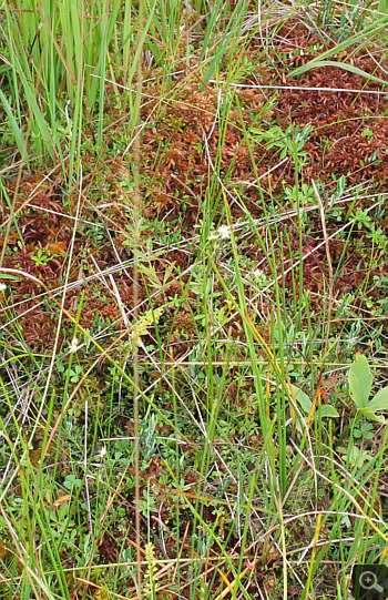 Habitat von Hammarbya paludosa, Oberallgäu.