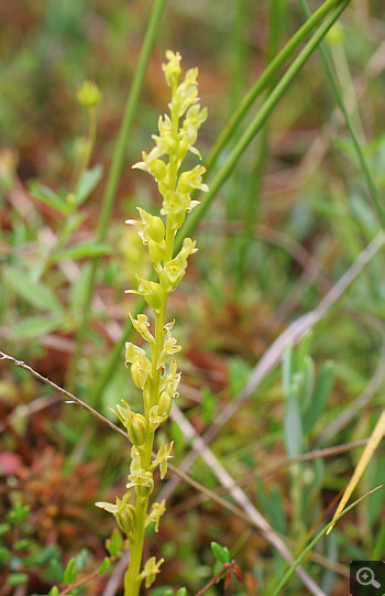 Hammarbya paludosa, Oberallgäu.