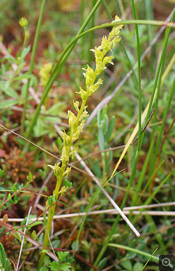 Habit photo of Hammarbya paludosa, Oberallgäu.