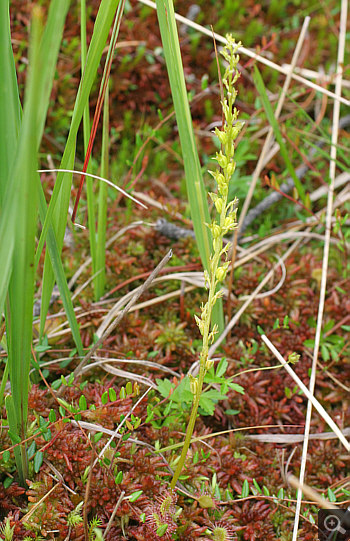 Habitusaufnahme von Hammarbya paludosa, Oberallgäu.