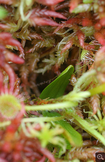 Leaves of Hammarbya paludosa, Oberallgäu.