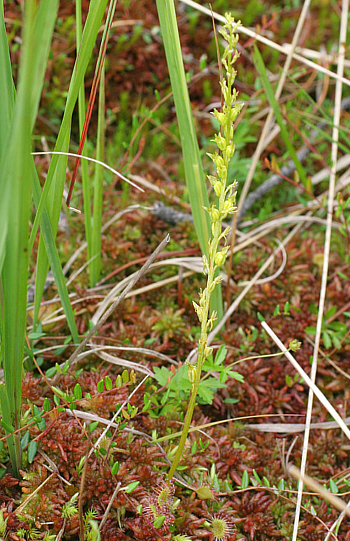 Hammarbya paludosa