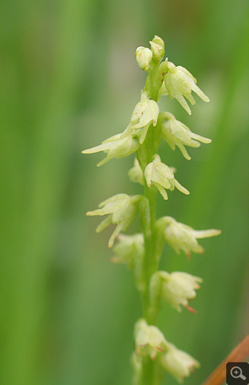 Herminium monorchis, district Landsberg.