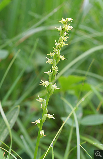 Herminium monorchis, Landkreis Landsberg.