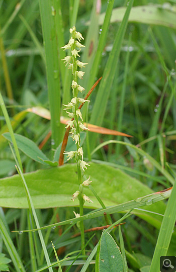 Herminium monorchis, Landkreis Landsberg.