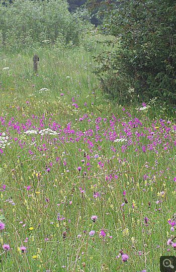 Habitat der Herminium monorchis. Beeindruckend ist der Massenbestand der Sumpfgladiole.