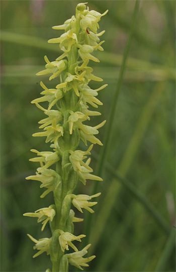 Herminium monorchis, Reutlingen.