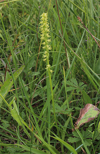 Herminium monorchis, Reutlingen.