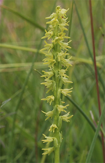 Herminium monorchis, Reutlingen.