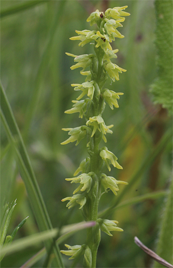 Herminium monorchis, Reutlingen.