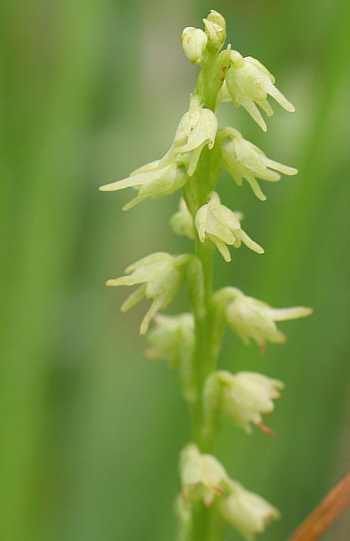 Herminium monorchis