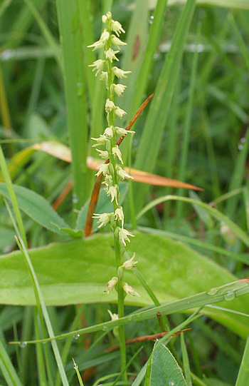 Herminium monorchis