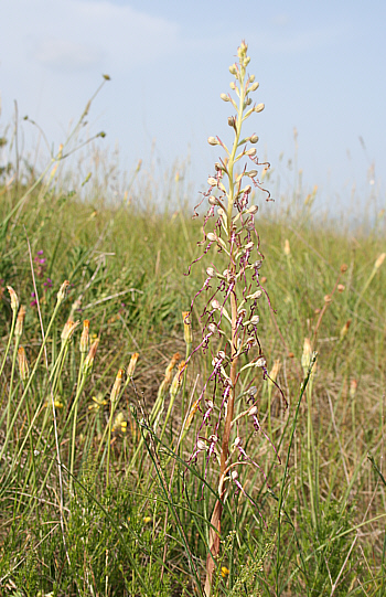 Himantoglossum adriaticum, Grasisce.