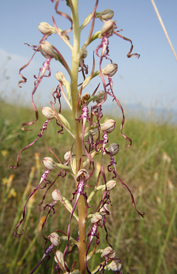 Himantoglossum adriaticum, Grasisce.