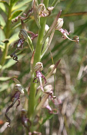 Himantoglossum adriaticum, Grasisce.