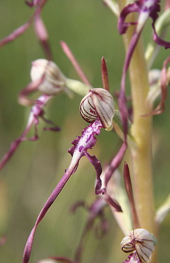 Himantoglossum adriaticum, Grasisce.