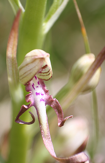 Himantoglossum adriaticum, Grasisce.