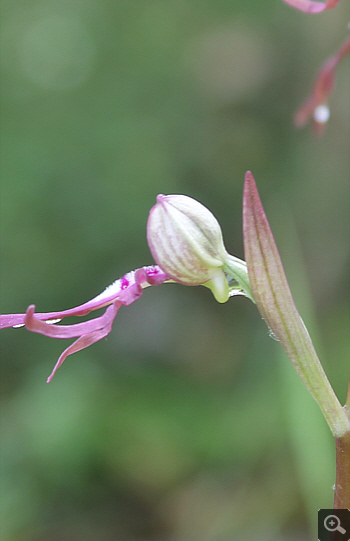 Himantoglossum adriaticum, bei Rionero Sannitico.