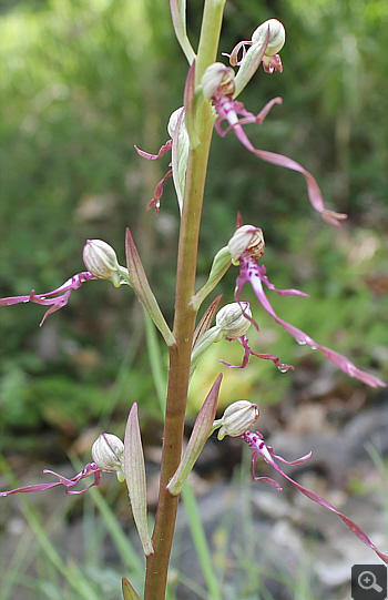 Himantoglossum adriaticum, bei Rionero Sannitico.