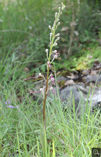 Himantoglossum adriaticum, bei Rionero Sannitico.