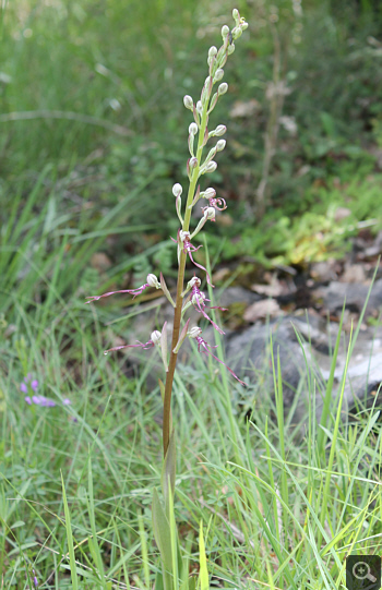 Himantoglossum adriaticum, bei Rionero Sannitico.