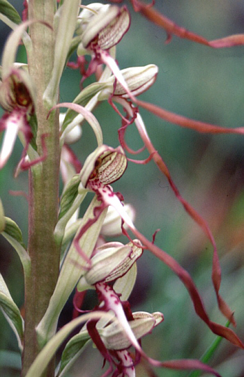 Himantoglossum hircinum, Southern Baden.