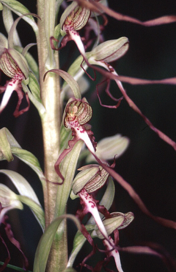 Himantoglossum hircinum, Südbaden.