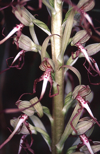 Himantoglossum hircinum, Südbaden.