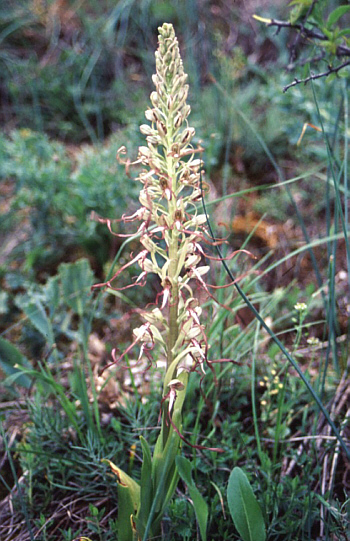 Himantoglossum hircinum, Südbaden.
