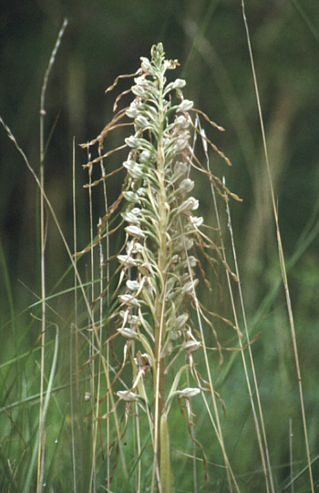 Himantoglossum hircinum, Südbaden.