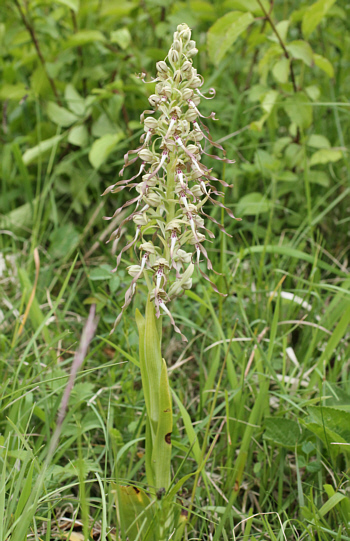 Himantoglossum hircinum, district Göppingen.