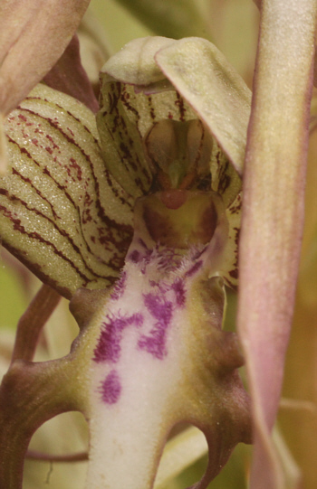 Himantoglossum hircinum, Kaiserstuhl.