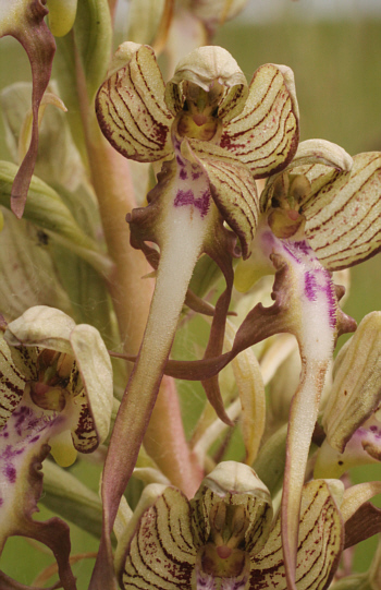 Himantoglossum hircinum, Kaiserstuhl.