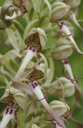 Himantoglossum hircinum, Southern Baden.