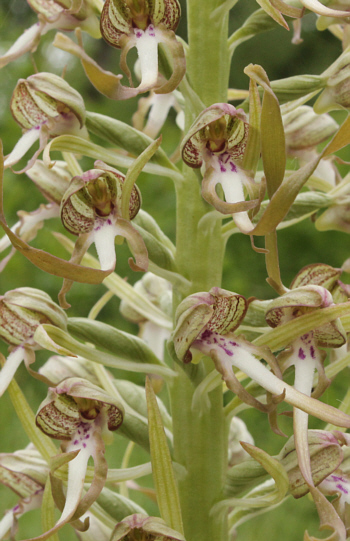 Himantoglossum hircinum, Südbaden.