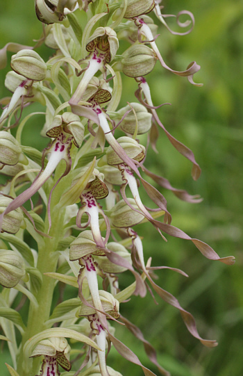 Himantoglossum hircinum, Südbaden.