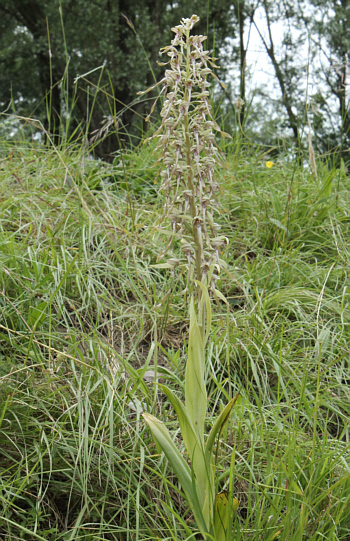 Himantoglossum hircinum, Kappel.