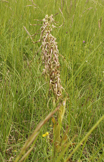 Himantoglossum hircinum, Kaiserstuhl.