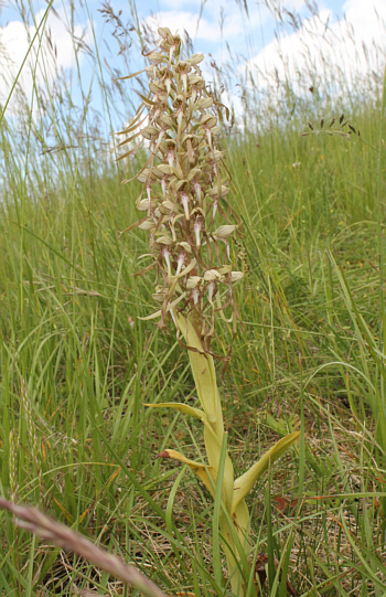 Himantoglossum hircinum, Kaiserstuhl.