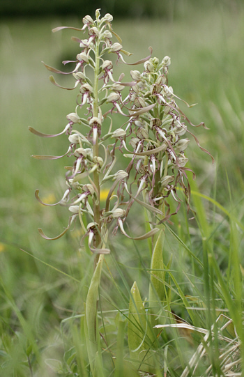 Himantoglossum hircinum, Kaiserstuhl.