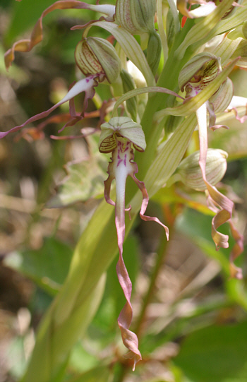 Himantoglossum hircinum