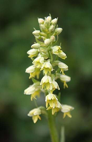 Leucorchis albida, Seiser Alm.